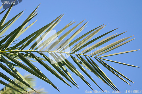 Image of palm leaf on blue sky background