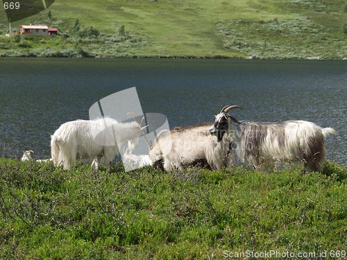 Image of Goats