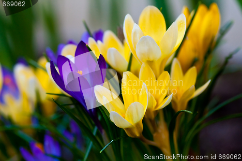 Image of crocus