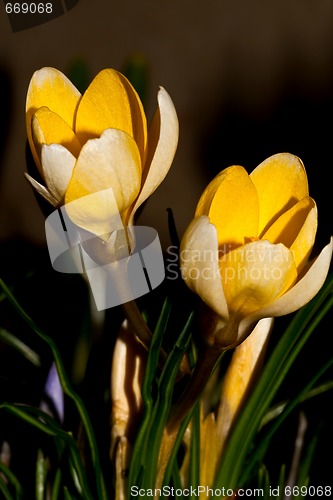 Image of yellow crocus