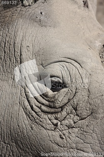 Image of Rhinos eye