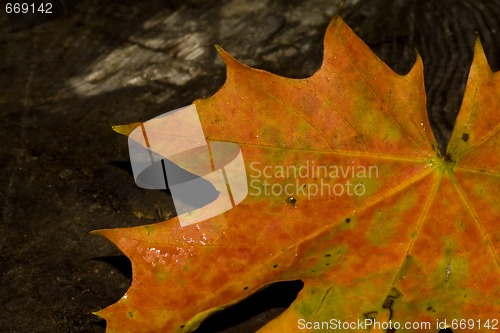 Image of maple leaf