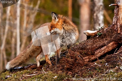 Image of red fox