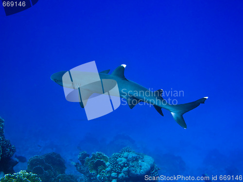 Image of Reef shark