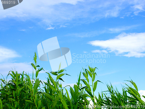 Image of plants