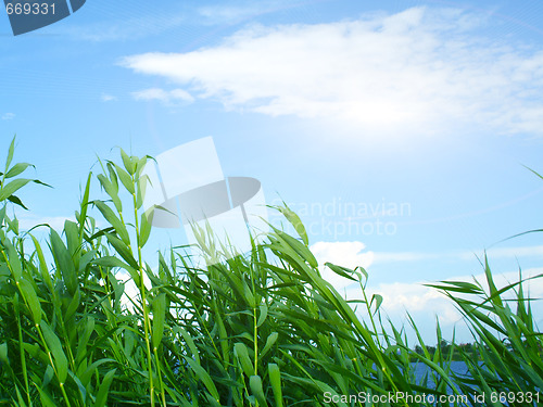 Image of plants