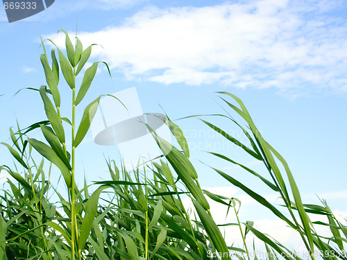 Image of plants