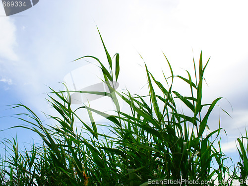 Image of plants