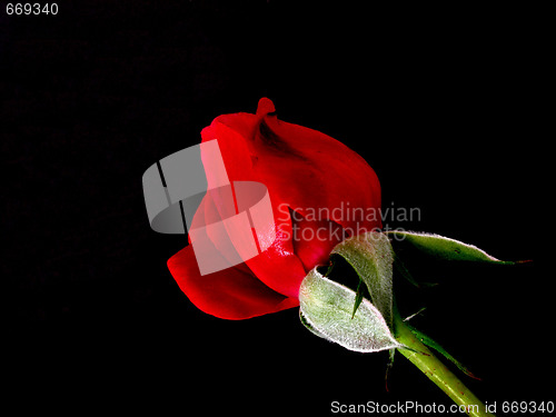 Image of rose
