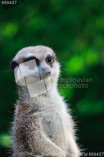 Image of Suricate portrait