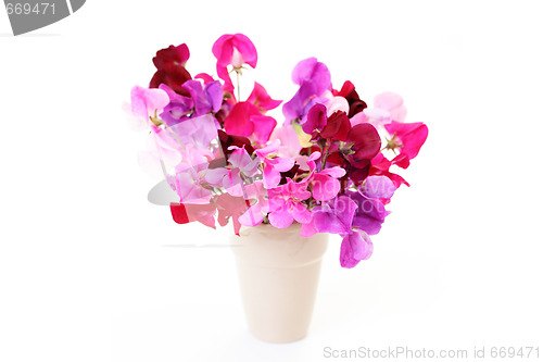 Image of sweet pea flowers