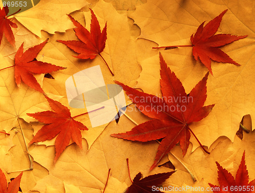 Image of Bright colorful autumn leaves