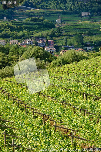 Image of Vineyard landscape