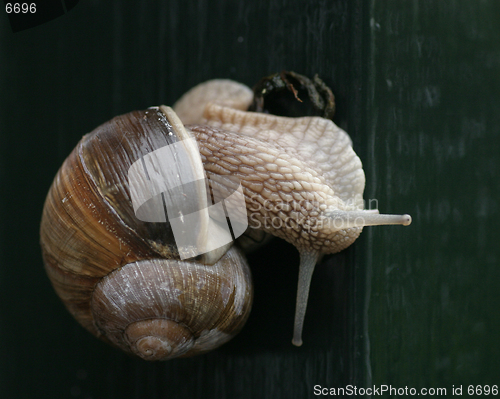 Image of Snail