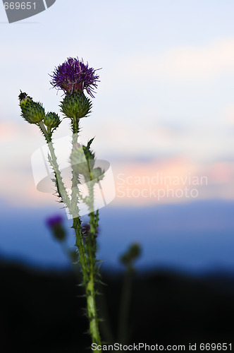 Image of Sunset with thistle flower