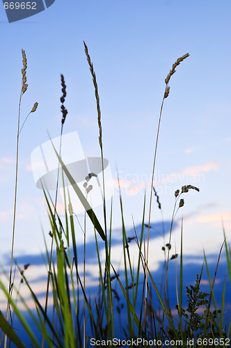 Image of Grass at sunset