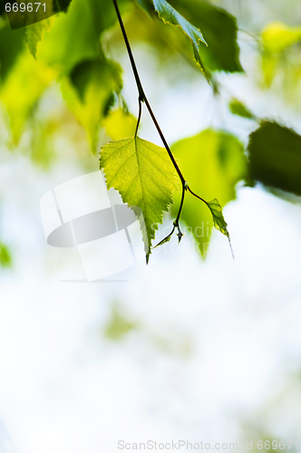 Image of Branch with green leaves