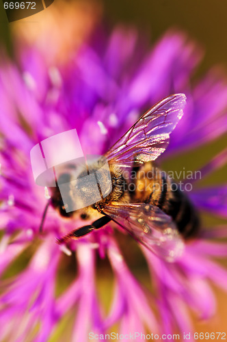 Image of Honey bee on Knapweed