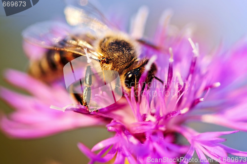 Image of Honey bee on Knapweed