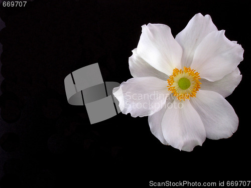 Image of anemone