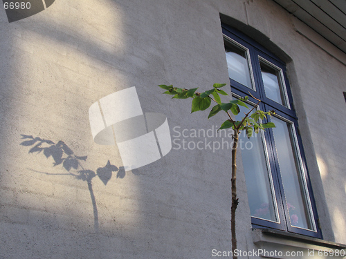 Image of Tiny tree