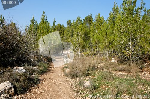 Image of Empty hiking trail in the young pinetree woods 