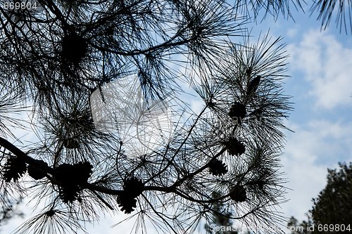 Image of Pinetree branches and cones silhouette against cloudy blue sky