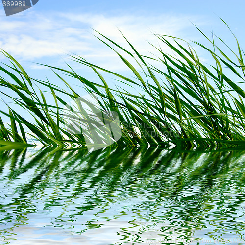 Image of plants