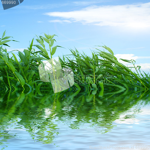 Image of plants