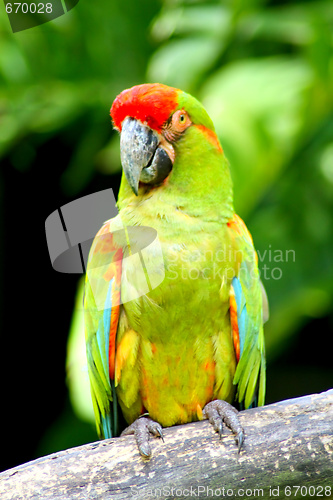 Image of Parrot