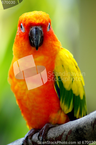 Image of Yellow Sun Conures