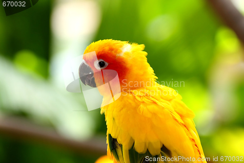 Image of Yellow Sun Conures