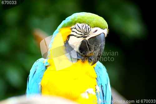 Image of Parrot