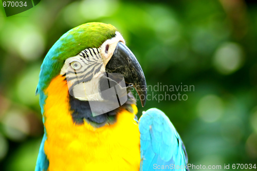 Image of Parrot