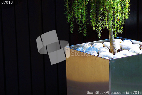 Image of Fern