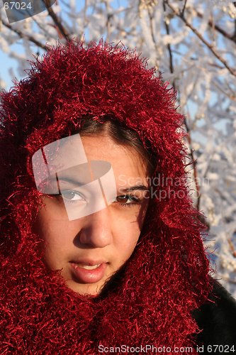 Image of Winter Beauty