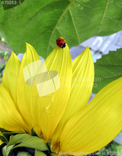 Image of ladybird on sunflower