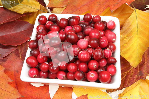 Image of Cranberries.