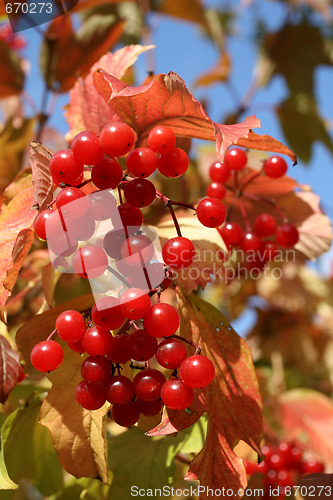 Image of Viburnum opulus.