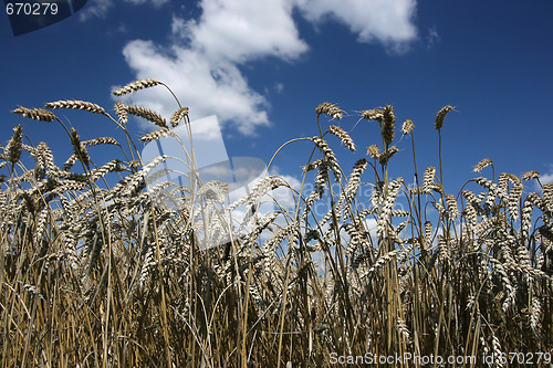 Image of Wheat