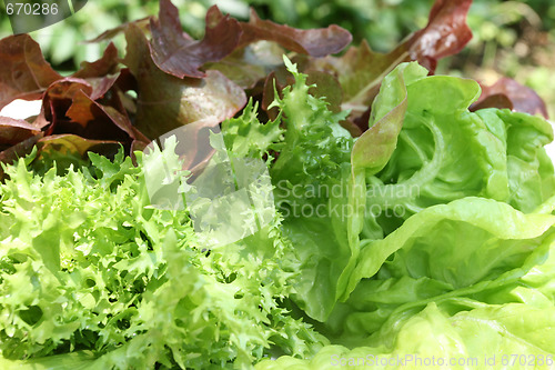 Image of Lettuce