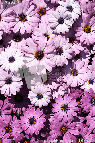 Image of Flower background