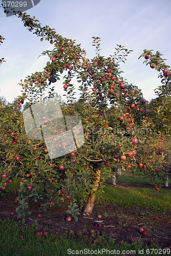 Image of Apple tree