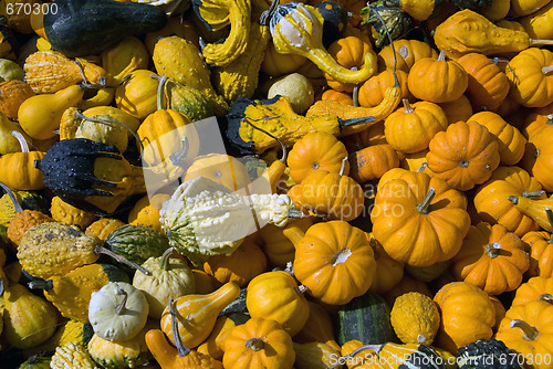 Image of Squash