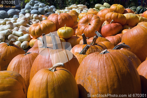 Image of Squash