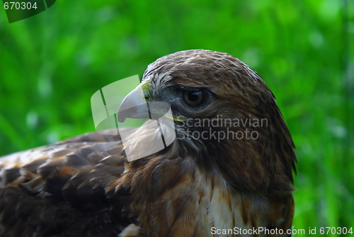 Image of Golden Eagle