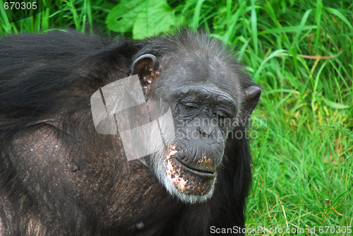 Image of Common Chimpanzee