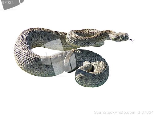 Image of Rattle Snake