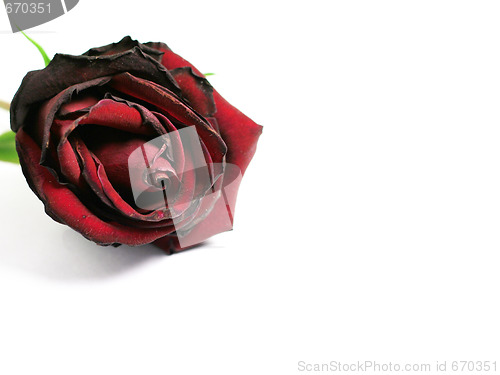 Image of rose