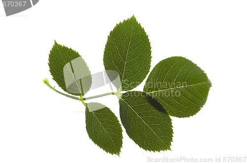 Image of rose leaf